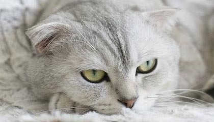 下载乐鱼体育APP-德甲球队采用脑电反馈技术提升比赛专注力，脑电反馈训练是伪科学吗