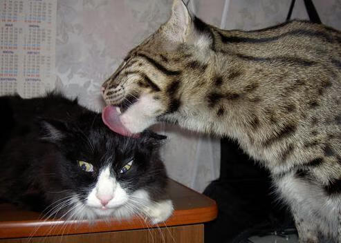 LEYU乐鱼体育官方网站-_世界遗产地：在文化古迹中举办的特色比赛_，世界文化遗产地址