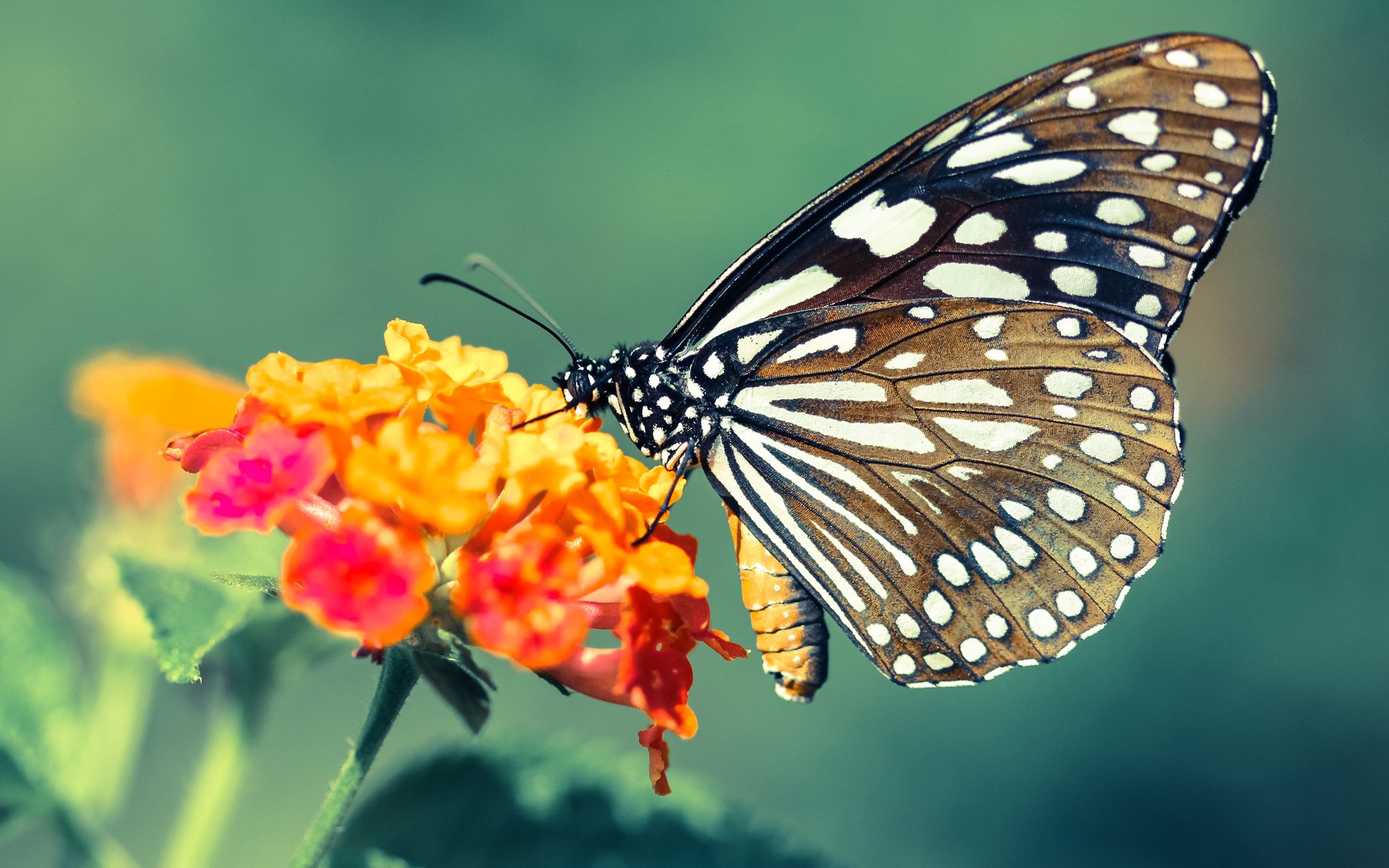 leyu乐鱼在线登录入口-台球明星：从业余玩家到职业冠军的成长轨迹，台球明星排行