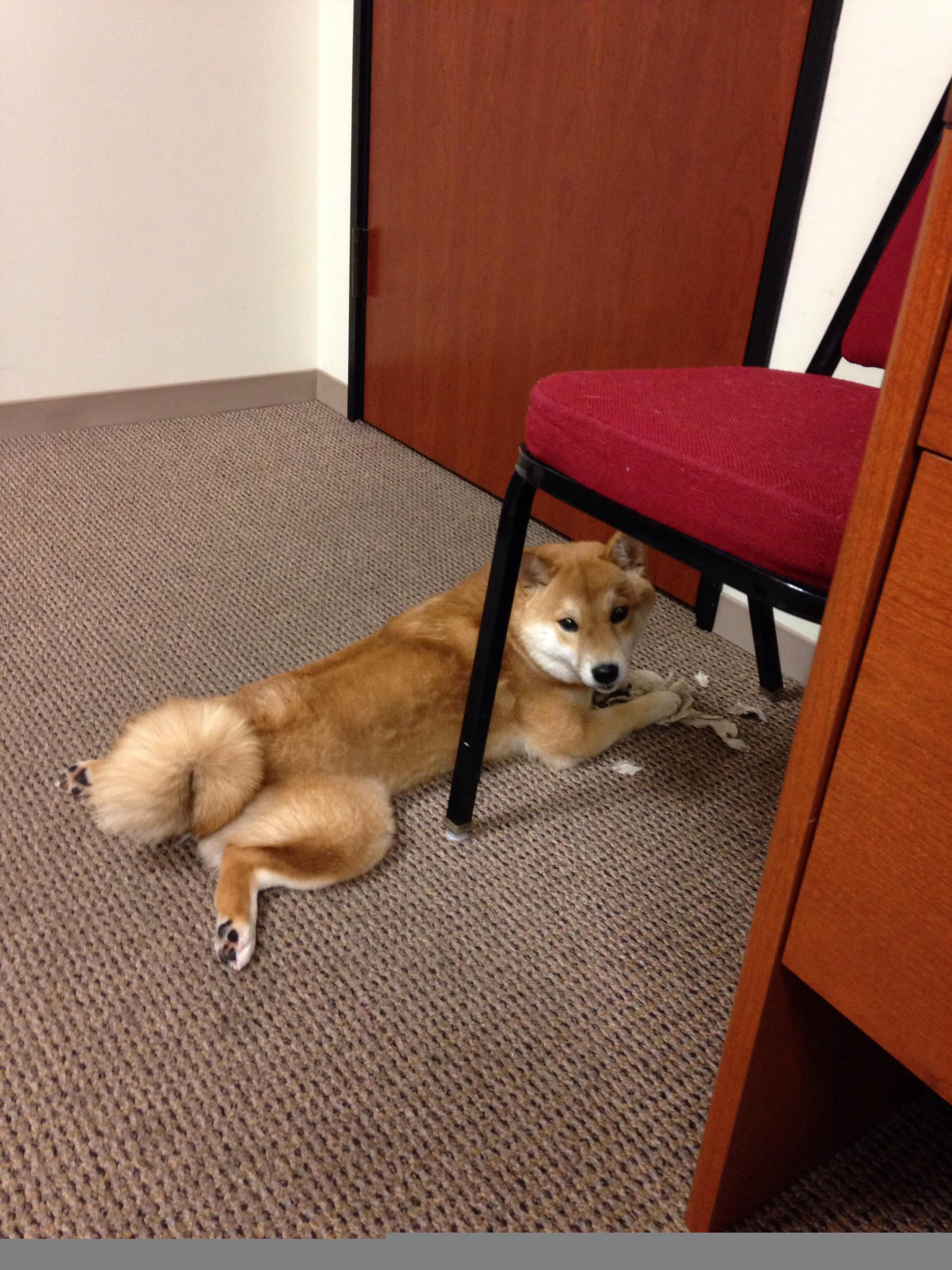 LEYU乐鱼体育官方网站-拔河比赛：团队合作展现无尽力量，拔河比赛阵容