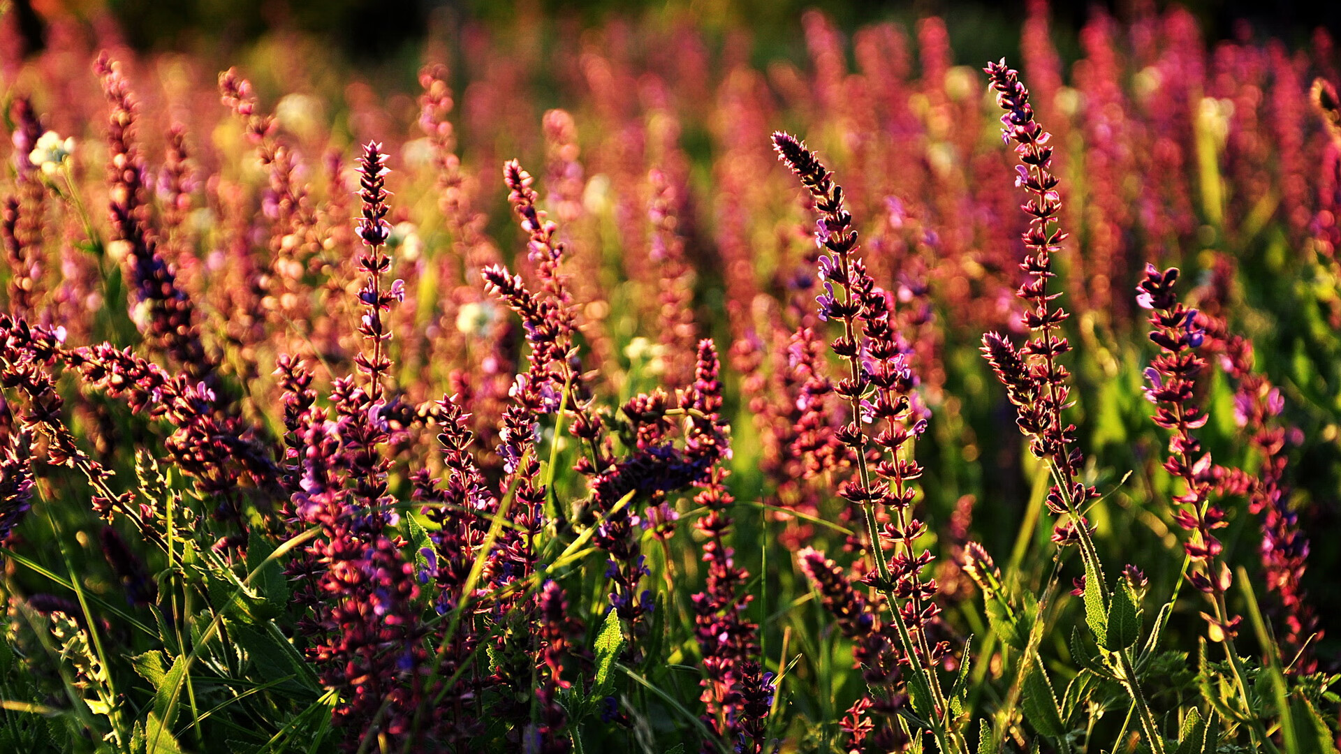 洛杉矶湖人开启“新战术体系”,冲击总冠军目标!,洛杉矶湖人队新闻