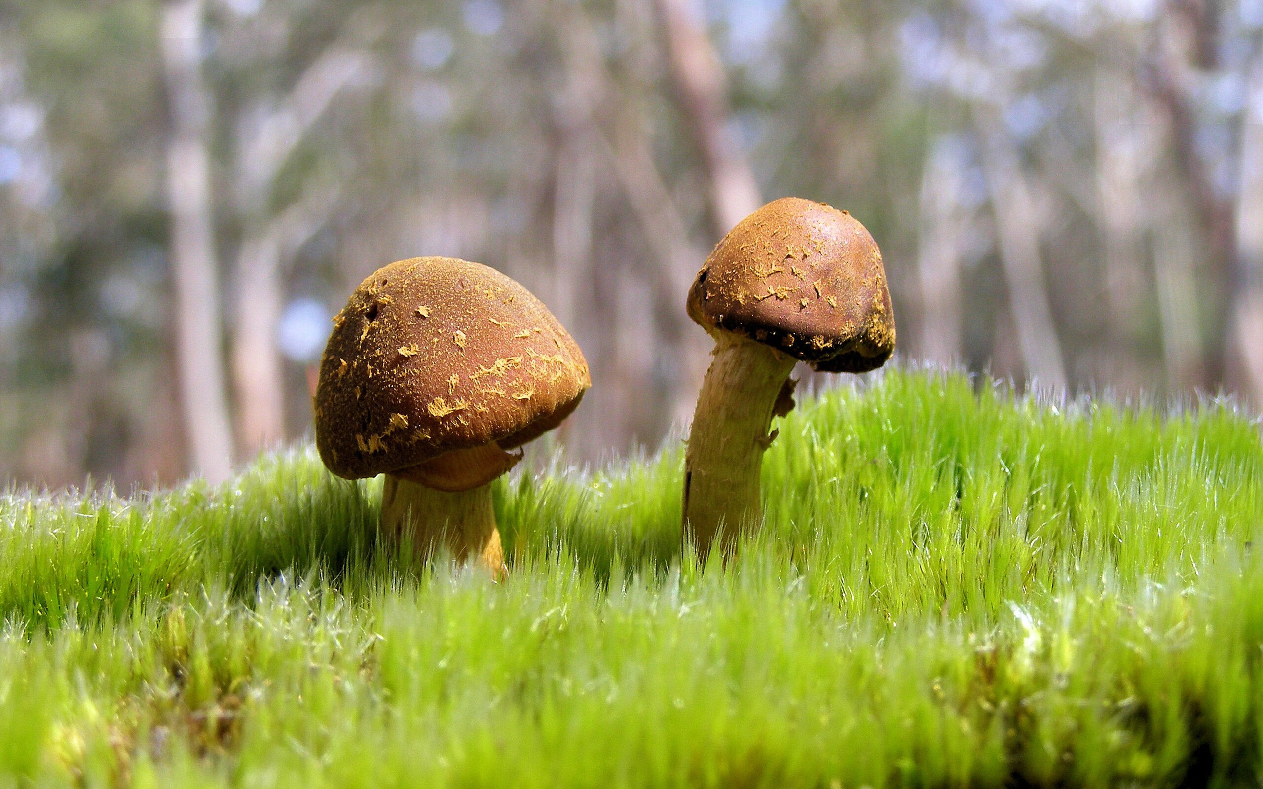 leyu乐鱼在线登录入口-瑞士骑手马丁·福克斯在巴黎奥运会后成为马术协会主席，推动马术运动发展。