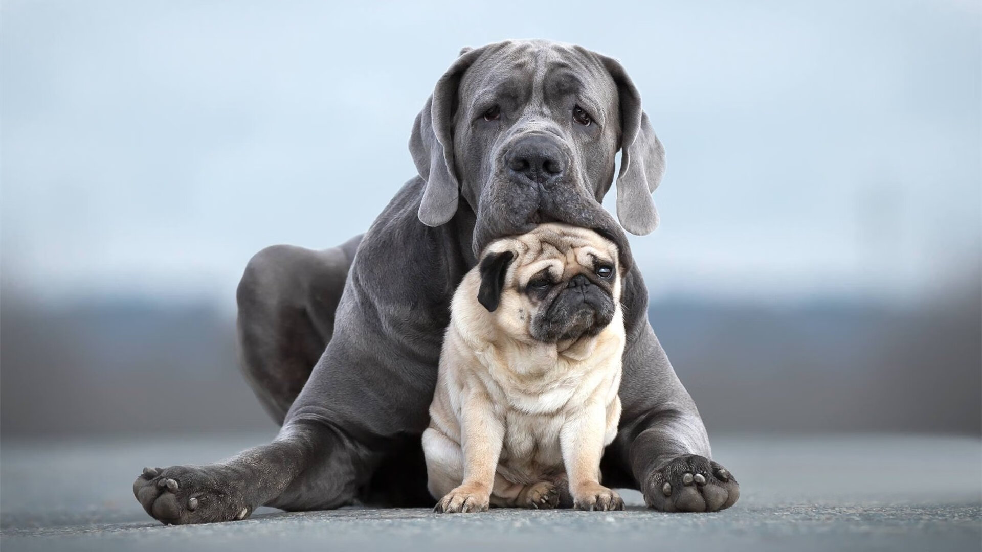 伯明翰市防守稳定,蓝军力保联赛地位,伯明翰联赛杯冠军