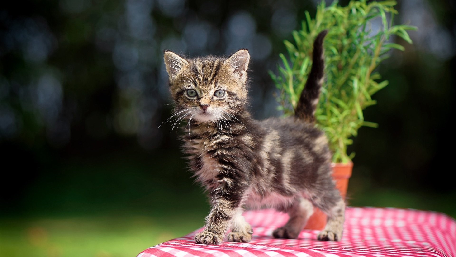 卡利亚里主场不敌对手，球迷唏嘘不已，卡利亚里新球衣