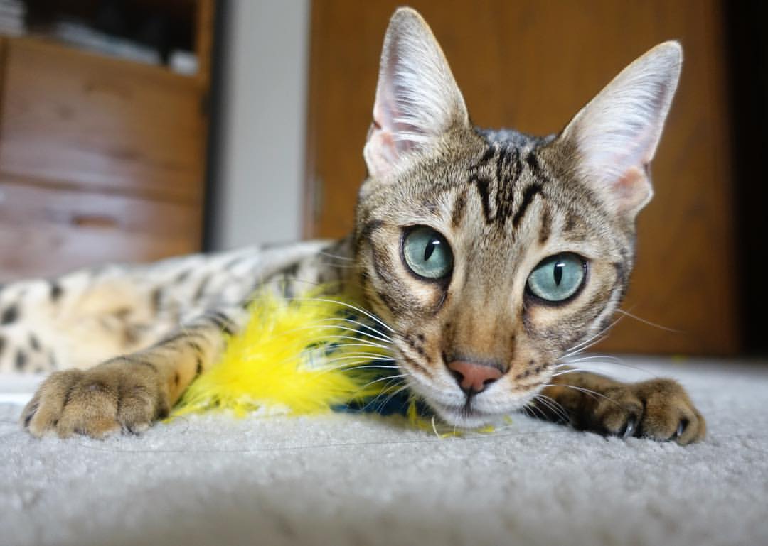 乐鱼体育APP官方下载-开拓者篮网对决，两队实力碰撞点燃球场热度，蓝网对开拓者两队的首发