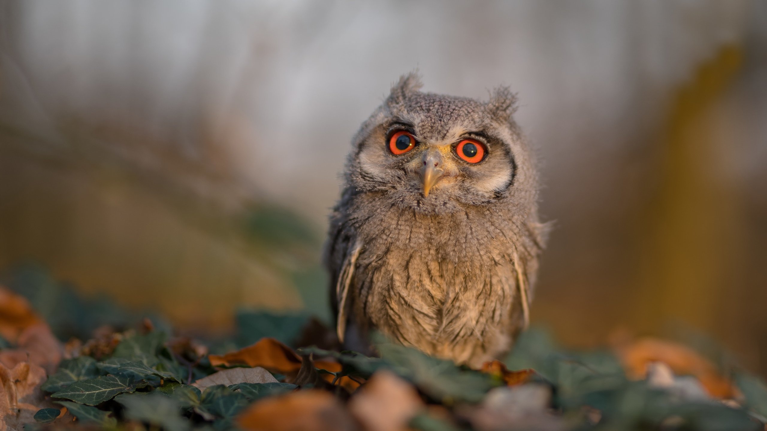超强对手之间的对决让比赛更加激烈，对手很强大,我们要超越