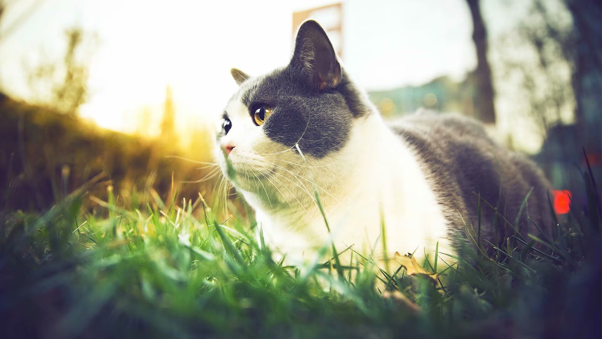 法甲第28轮:巴黎圣日耳曼追赶领头羊,法甲巴黎圣日耳曼视频回放