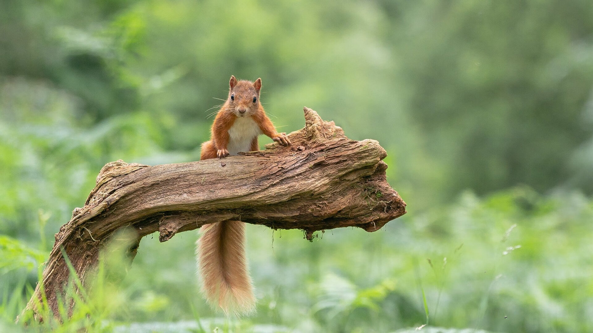 塞尔维亚女篮在欧洲锦标赛中发挥出色,力争登顶冠军宝座,塞尔维亚女篮欧洲排名