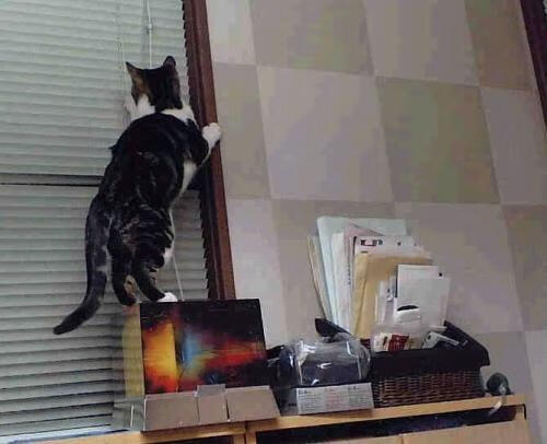 斯洛伐克男篮在欧洲大赛中勇敢逐梦,迈向更高平台,斯洛伐克男篮实力